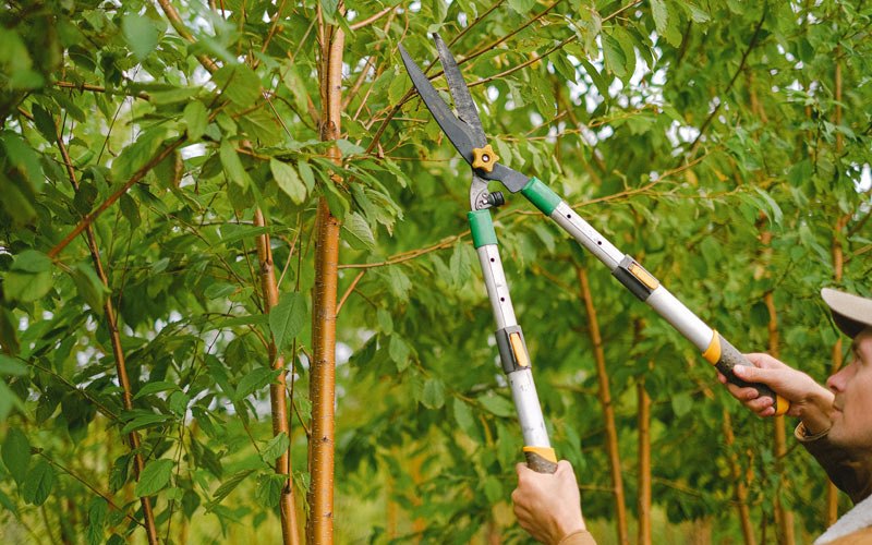 Tree trimming in Vergennes, VT