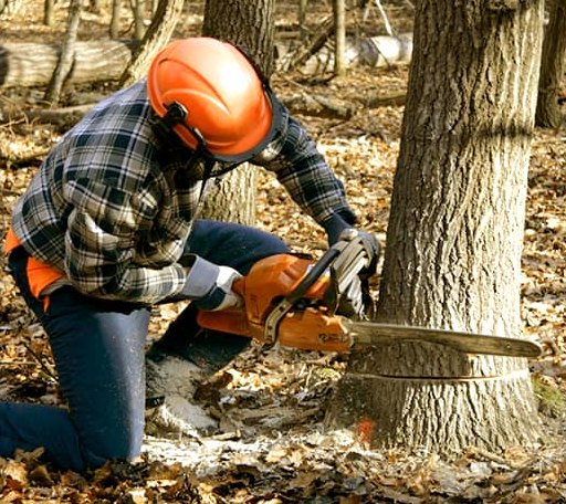 Tree Removal in Vergennes, VT